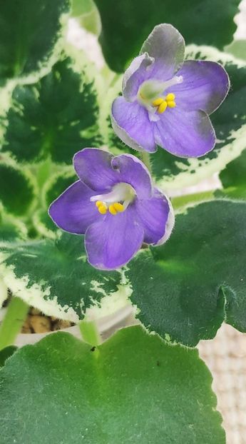 22 ian - ZZ Frosty Frolic