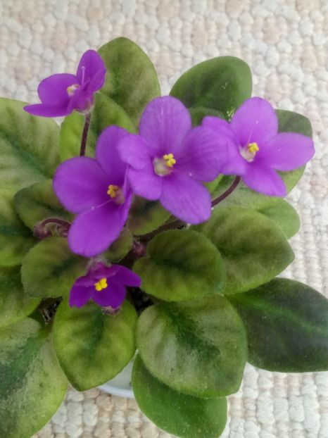 23 ian - ZZ Rob s Pogo Stick sport