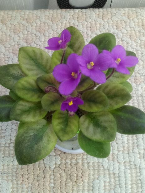 23 ian - ZZ Rob s Pogo Stick sport