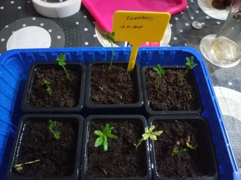 Creștem ... - Poncirus trifoliata