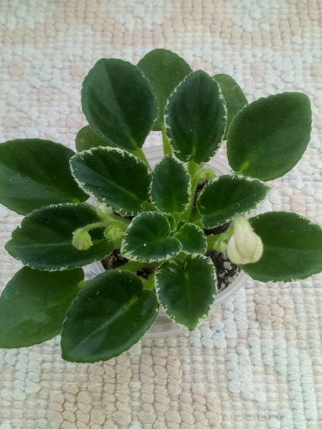 16 ian - N Rozovyi Tuman