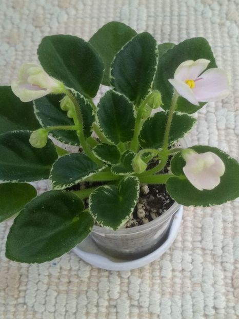 23 ian - N Rozovyi Tuman