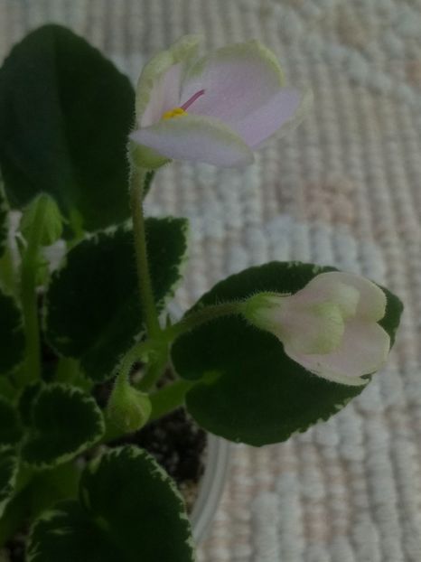 23 ian - N Rozovyi Tuman