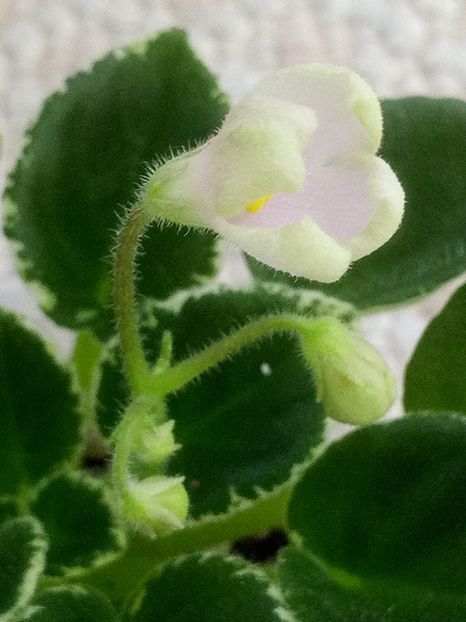 23 ian - N Rozovyi Tuman