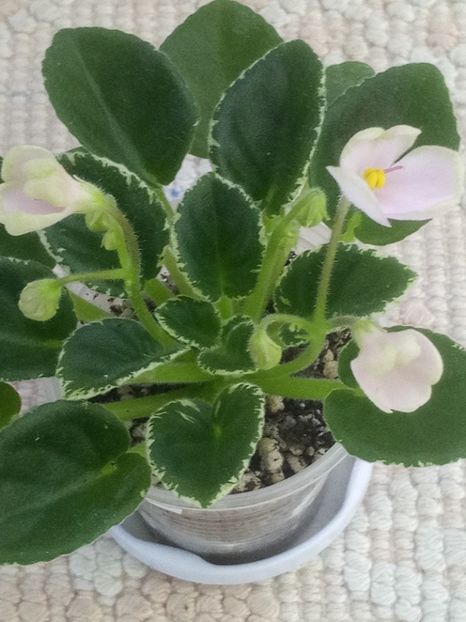 23 ian - N Rozovyi Tuman