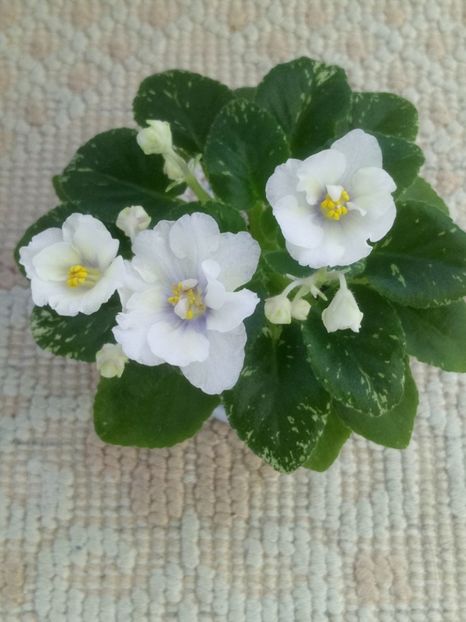 23 ian - Adirondack Moon