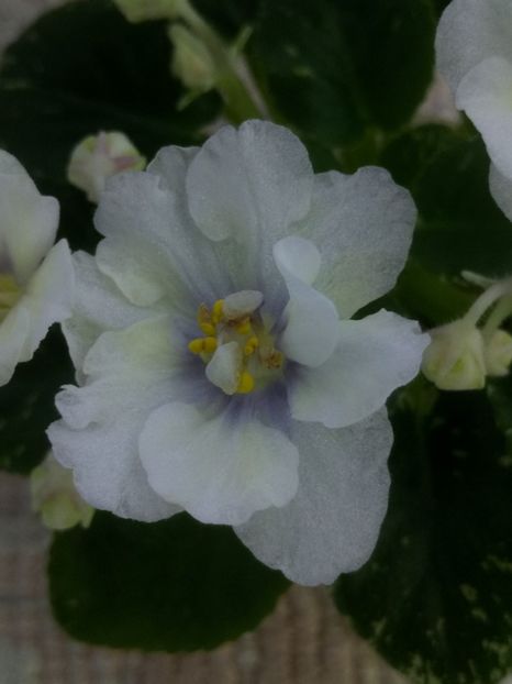 23 ian - Adirondack Moon