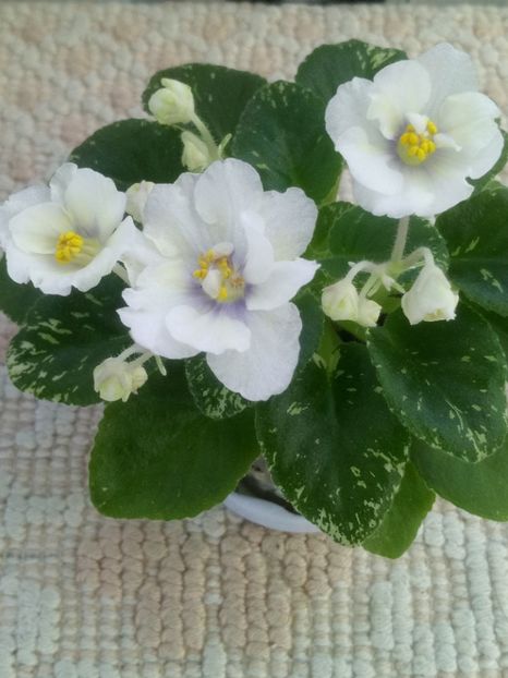 23 ian - Adirondack Moon