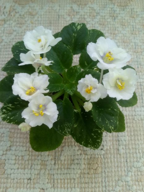 29 ian - Adirondack Moon