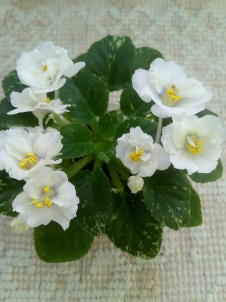 29 ian - Adirondack Moon