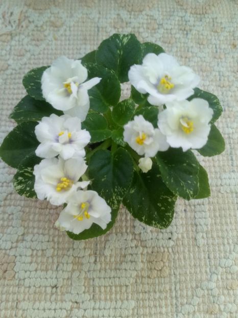 29 ian ( - Adirondack Moon