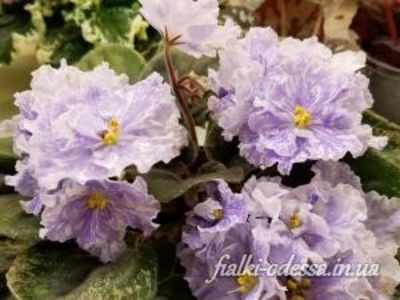 DEO Snowy Evening poza net - ZZ DEO Snowy Evening