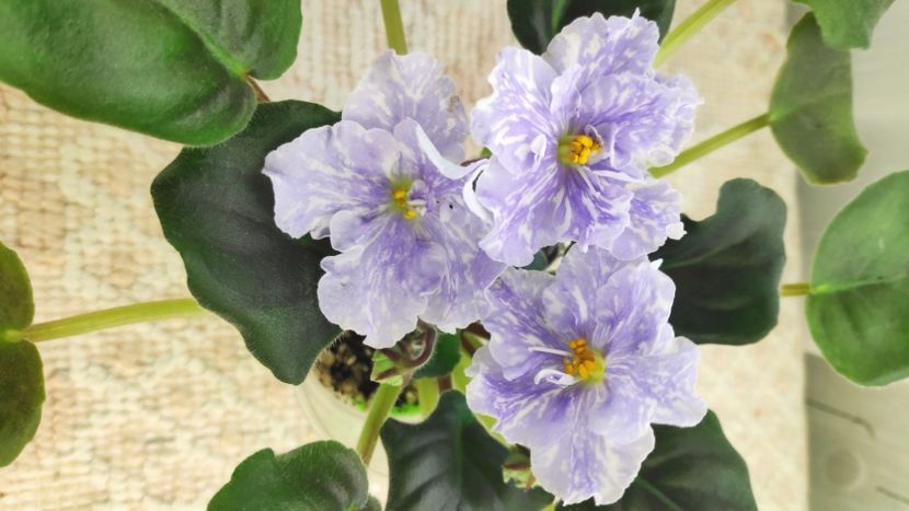 22 ian - ZZ DEO Snowy Evening