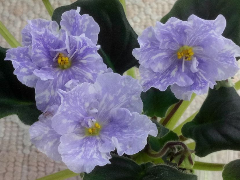 23 ian - ZZ DEO Snowy Evening