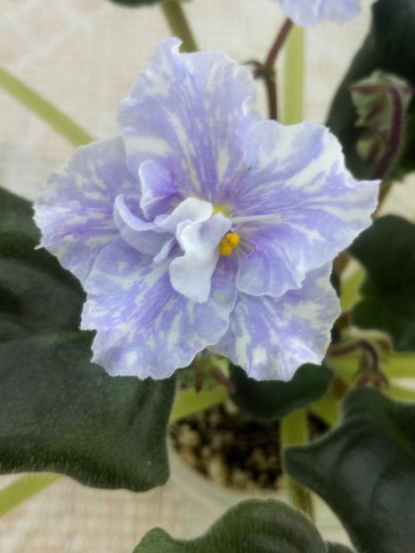 29 ian - ZZ DEO Snowy Evening