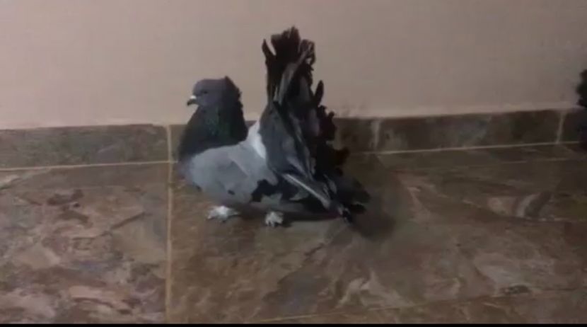 7B3D6E29-CB7A-4C66-9C99-17E6BA9CFF98 - Voltati indieni