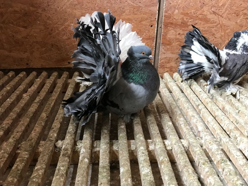 ADA5B68A-7709-4703-8D8F-8A6C99AB5F5A - Voltati indieni