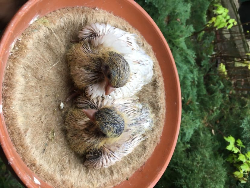 8A2EF178-1FED-4A2E-BD3B-2DE9B5F8AC57 - -Orbeteni Opal