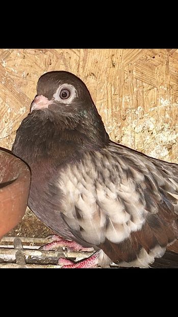 1817B8D9-7670-4C6E-9C8B-A25E4208A3BC - Zburator Dungat Romanesc Plumburiu