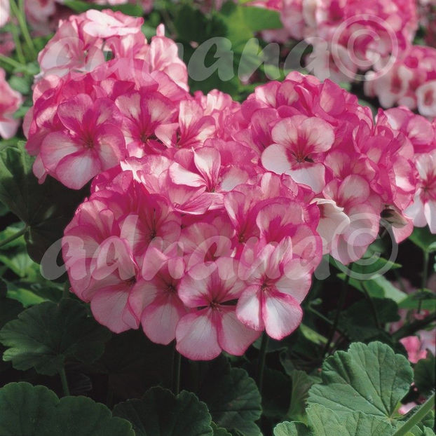  - Muscata Horizon Pink Meteor