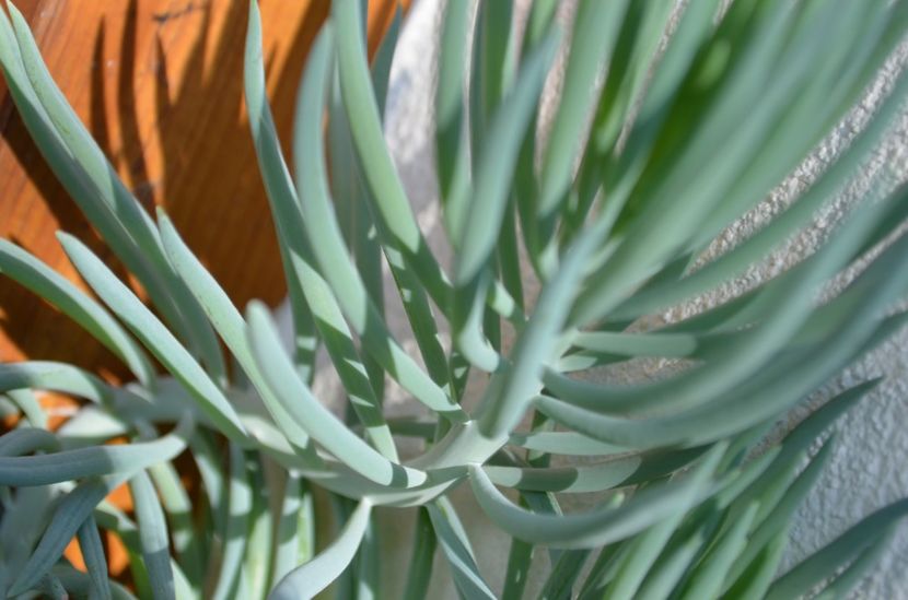  - suculente si cactusi