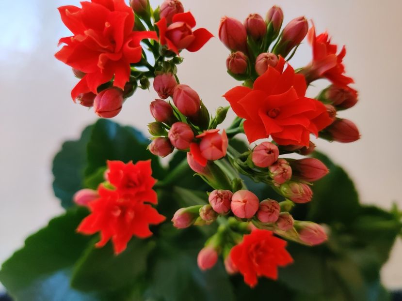  - Kalanchoe blossfeldiana