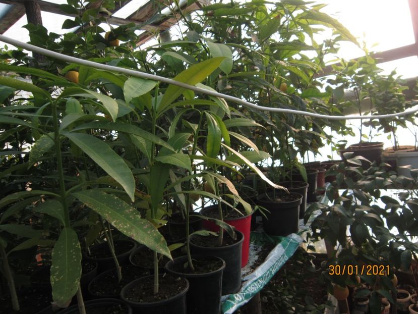 Alstonia scholaris și avocado - Plante 2021