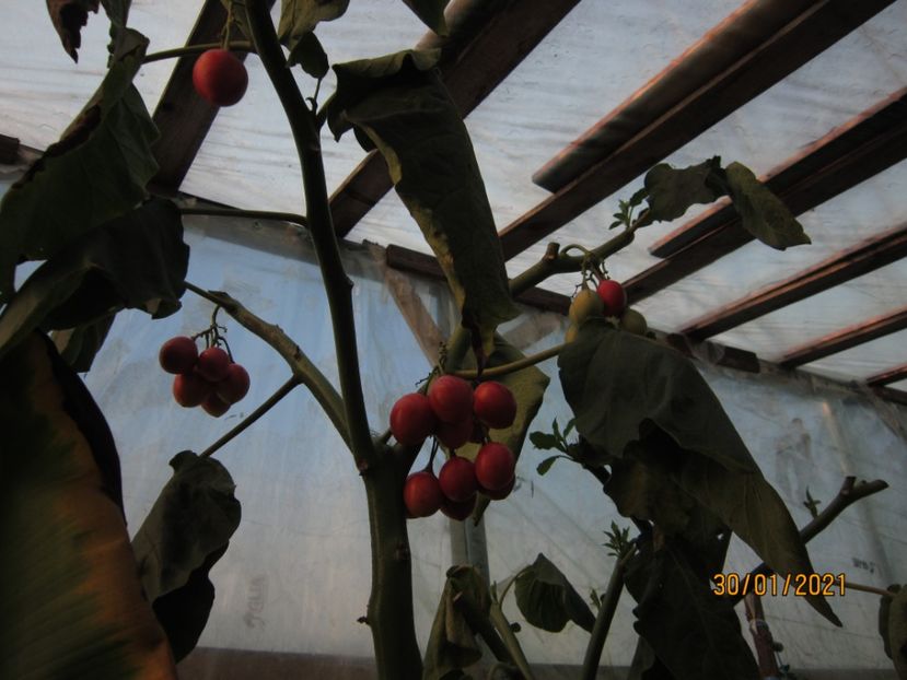Tamarillo -pom de roșii - Plante 2021