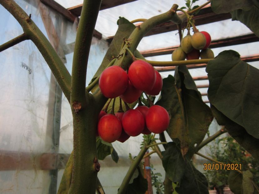 Fructe tamariilo - Plante 2021