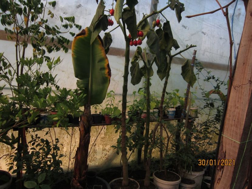 Pomi de tamarillo - Plante 2021