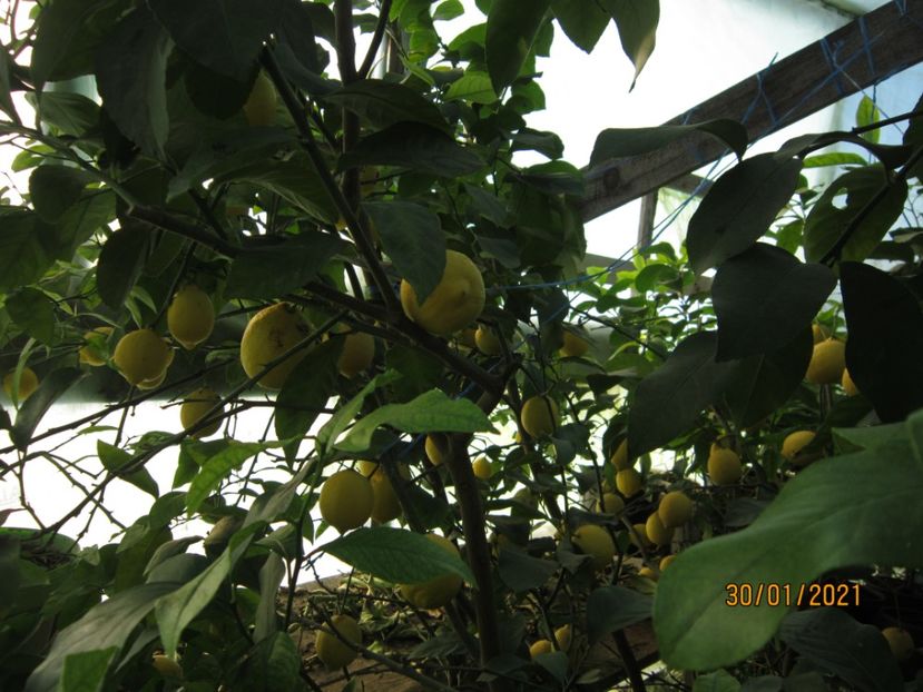 Lămîi cu fructul mare -Lunario - Plante 2021