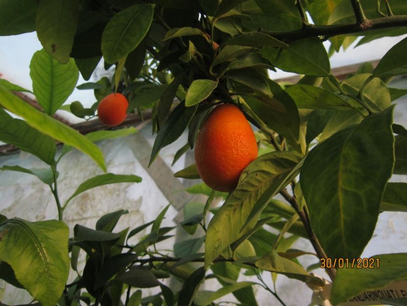 Fructe mandarinokumquat - Plante 2021