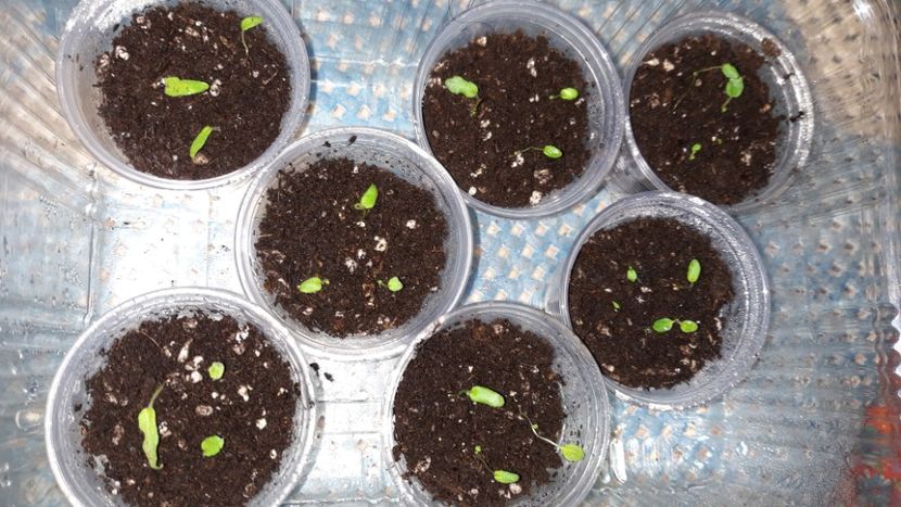  - STREPTOCARPUS