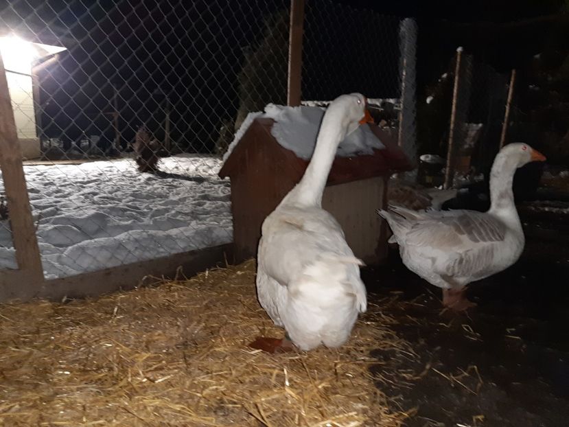 Gascan Holmogor - B8 - Gaste Holmogor