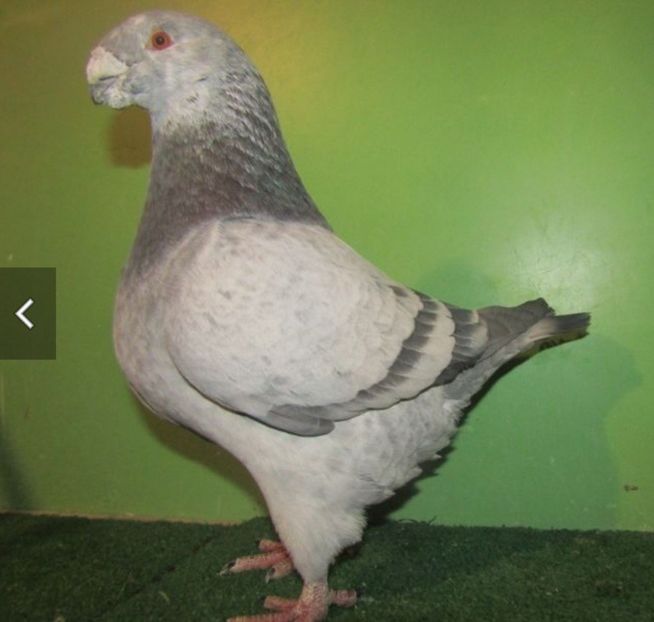 Mascul 2017 - Perechi matca 2021