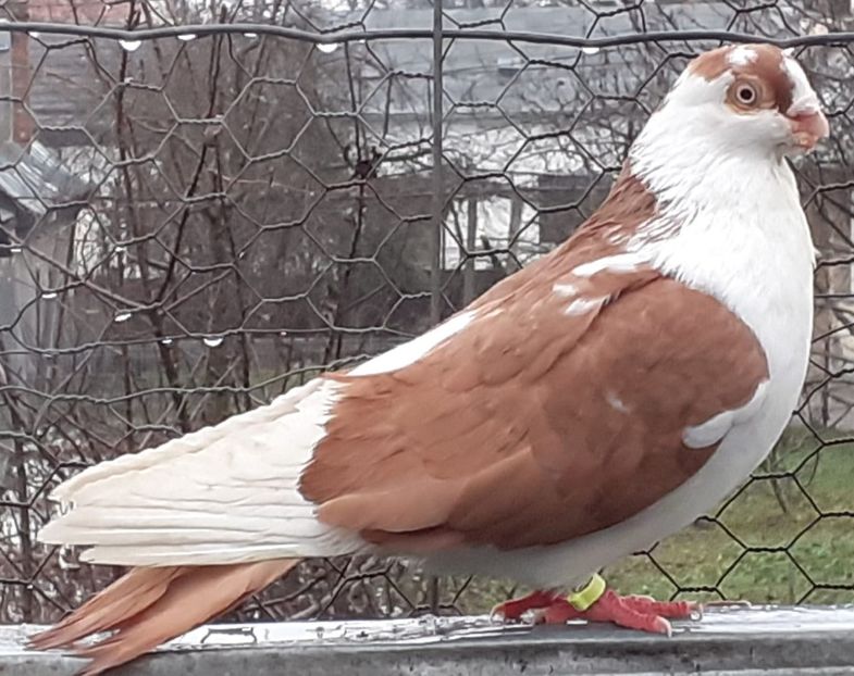 IMG-20210131-WA0002 - porumbei care mi-au apartinut