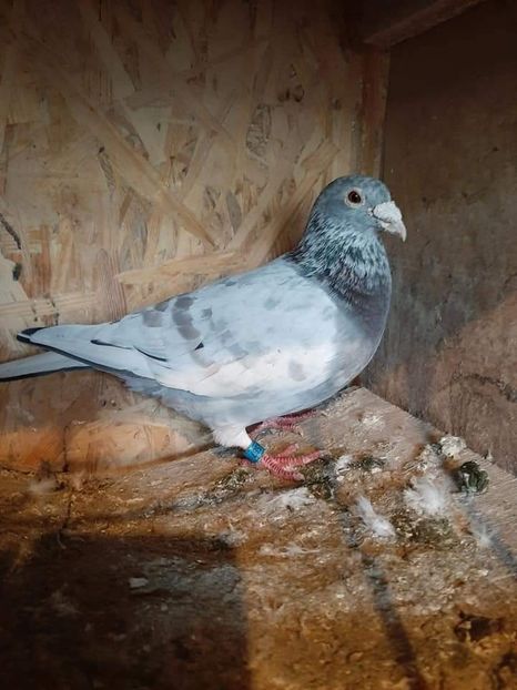  - NU IMI APARTIN ALBUM NR 2