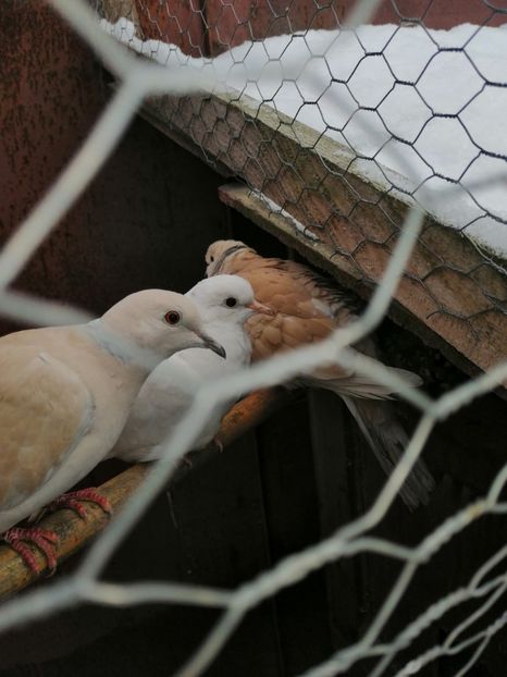  - Turturici razatoare