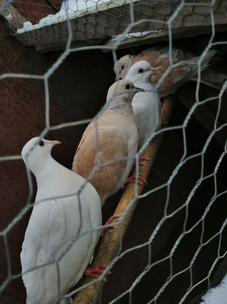  - Turturici razatoare