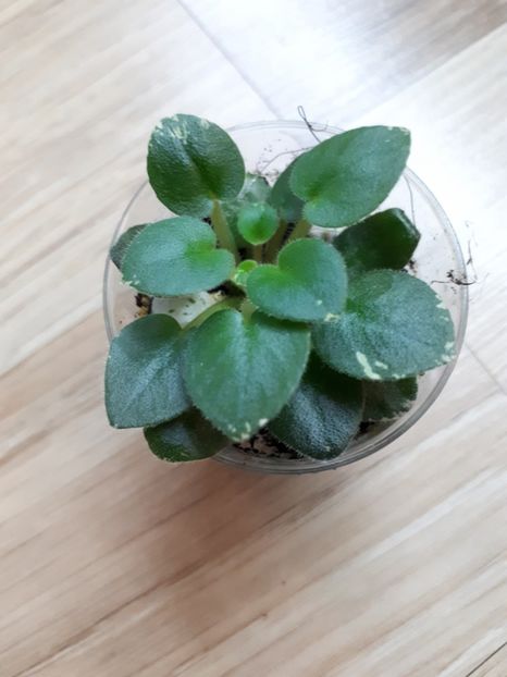  - N-Goluboe Solnishko