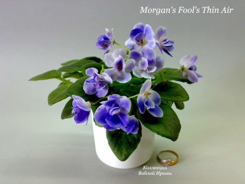 poza net - ZZZMorgan s Fool s Thin Air