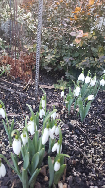 galanthus spp.(ghiocei) - Gradina si terasa PrimaLuce_8-Hello 2021