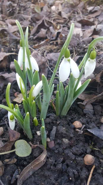 galanthus spp.(ghiocei) - Gradina si terasa PrimaLuce_8-Hello 2021