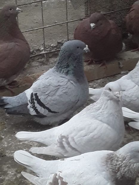 IMG-20210122-WA0009 - CONTACT