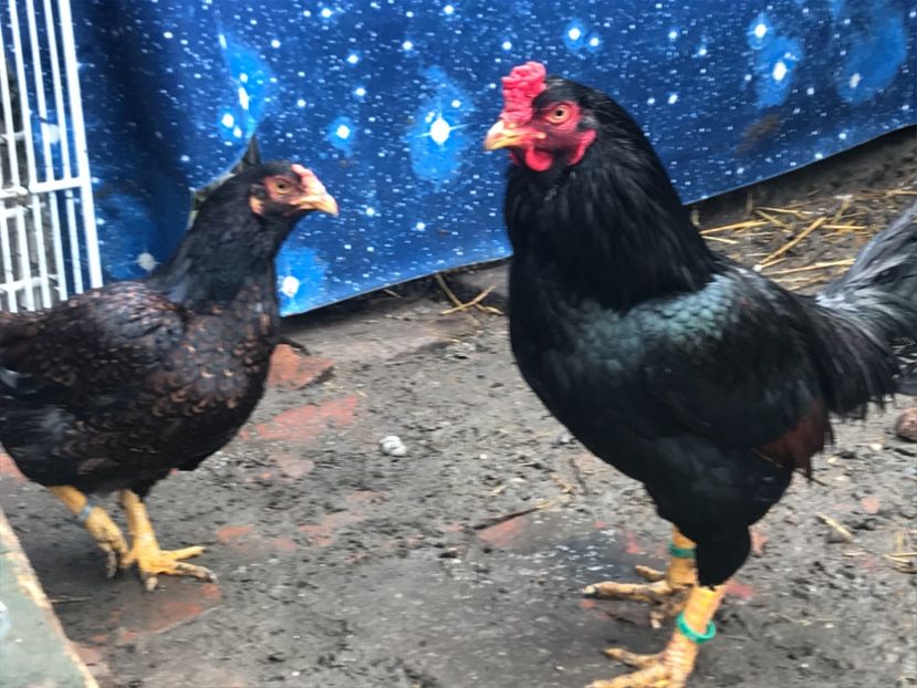 0009DD8F-BC8A-4120-B898-25425B138F49 - Gaini Conbatant Indian Tale Mare