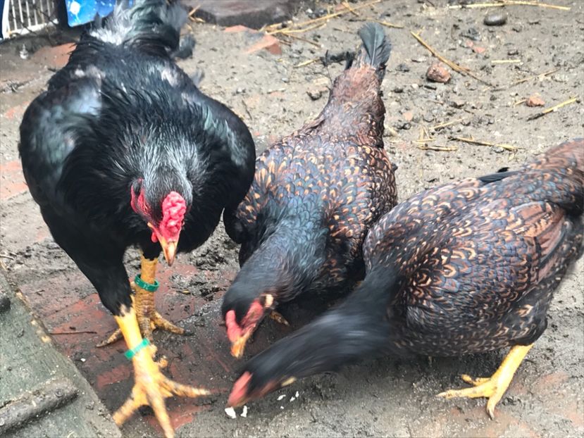 A987F021-A316-4722-90A7-9321566962DF - Gaini Conbatant Indian Tale Mare