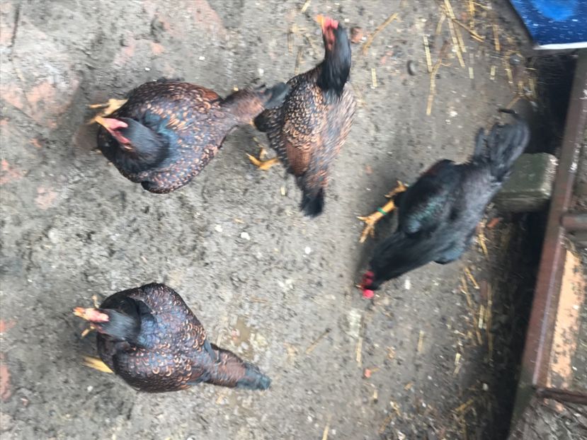 EAEF6641-E53D-4C01-A9BD-8D45CA734CE7 - Gaini Conbatant Indian Tale Mare