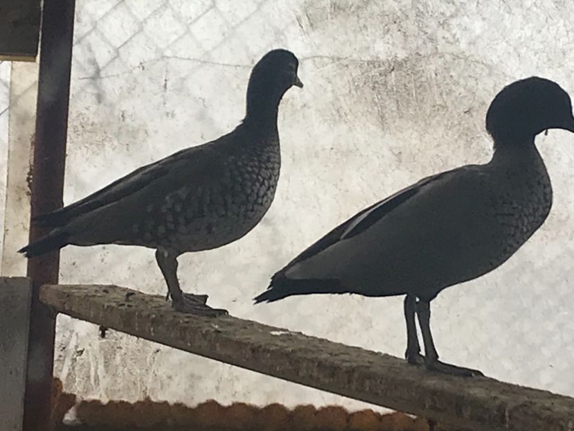 5DA707A2-A41F-4C3B-A8F7-66B2060A033B - Giste cu coama