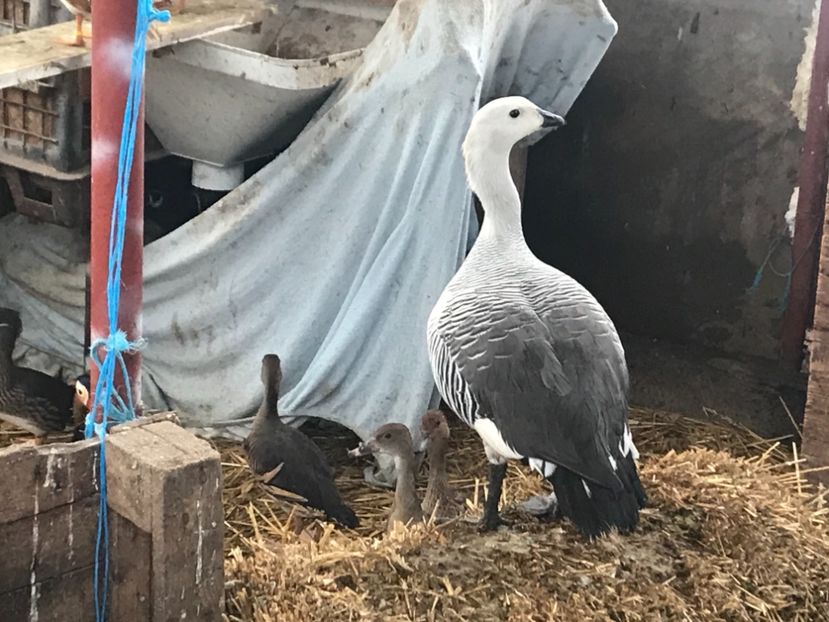 Mascul nou venit 30 01 2021 - Giste Magelan