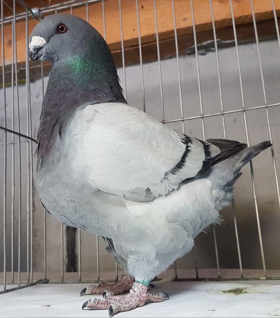 Mascul 2019 - Perechi matca 2021